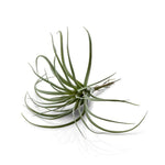 Tillandsia Grey Faux Succulent Stem