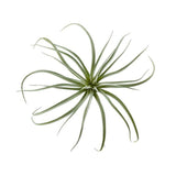 Tillandsia Grey Faux Succulent Stem