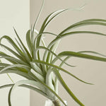 Tillandsia Grey Faux Succulent Stem