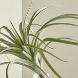 Tillandsia Grey Faux Succulent Stem