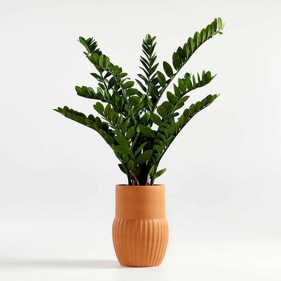 Faux ZZ Plant